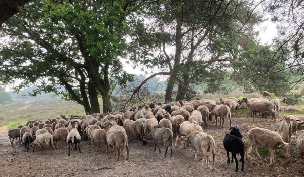 Dutch wool